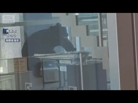 青森市の商業施設にクマ　緊急銃猟で駆除 県内3例目(2026年5月16日) サムネイル