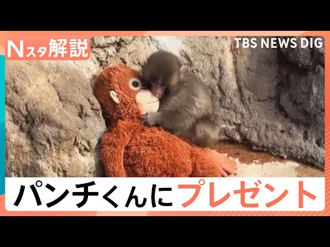 オスの赤ちゃんザル「パンチくん」に新しいお母さん？IKEAジャパンがぬいぐるみをプレゼント【Nスタ解説】｜TBS NE… サムネイル