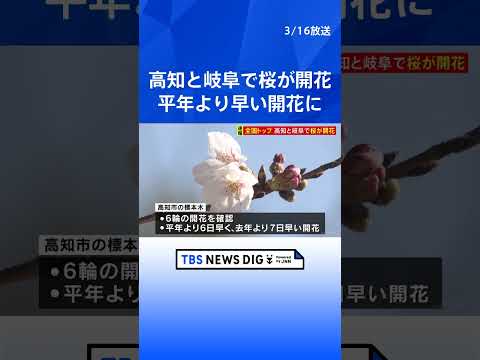 高知と岐阜で桜が開花 全国トップ　それぞれ平年よりも早い開花に｜TBS NEWS DIG shorts サムネイル