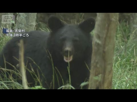 クマに襲われ70代男性けが　現場周辺は警戒態勢　福島・天栄村【スーパーJチャンネル】(2026年5月31日) サムネイル