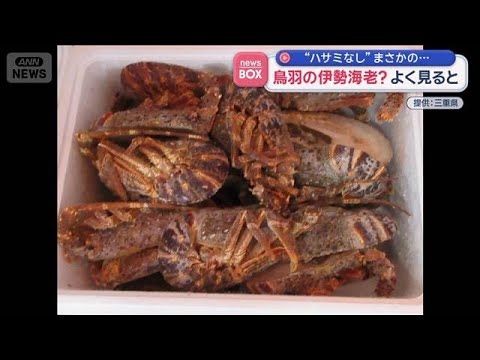 鳥羽の伊勢海老？ “ハサミがない”けど よく見ると…【スーパーJチャンネル】(2026年2月9日) サムネイル