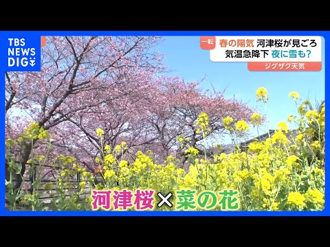 「桜と菜の花のハーモニー」約8000本の河津桜が見ごろに “春の陽気”が一転、関東で雪が降る可能性も｜TBS NEWS… サムネイル