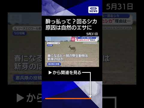 【ニュース】酔っぱらって？くるくる回る野生のシカ　“泥酔”原因は自然のエサに【スーパーJチャンネル】(2026年5月2… サムネイル