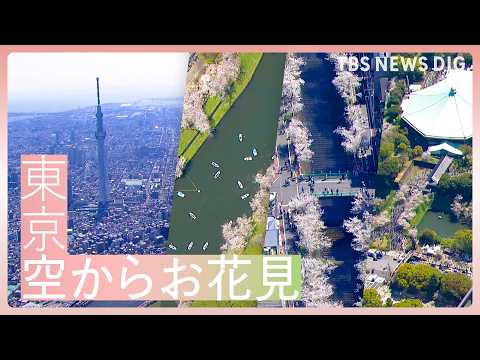 「東京 空からお花見　待望の青空と満開の桜 2026」｜TBS NEWS DIG サムネイル