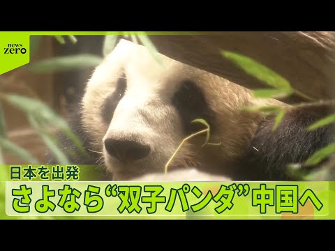 【双子パンダ】中国へ…涙のファンも　“パンダの街”では感謝のメニュー サムネイル