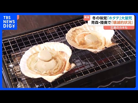 「壊滅的状況」冬の味覚“ホタテ”が大量死　背景に海水温の上昇か？「へい死率」が9割　飲食店にも影響｜TBS NEWS… サムネイル