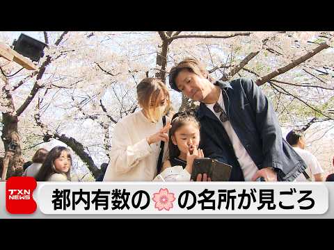 東京・千鳥ヵ淵でサクラが見ごろ サムネイル