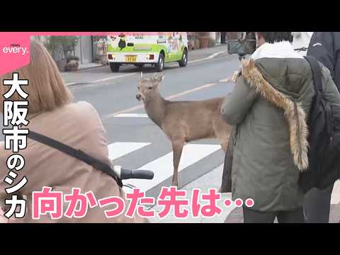【シカ】大阪市に出没  府警の敷地内に逃げこみ捕獲 サムネイル