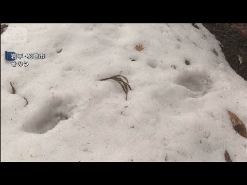 クマに襲われ猟友会の男性が重傷　岩手・花巻市(2026年2月14日) サムネイル