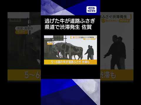 【ニュース】牛舎から逃げ出したウシが県道ふさぎ渋滞　警察出動　佐賀・鳥栖市 shorts サムネイル