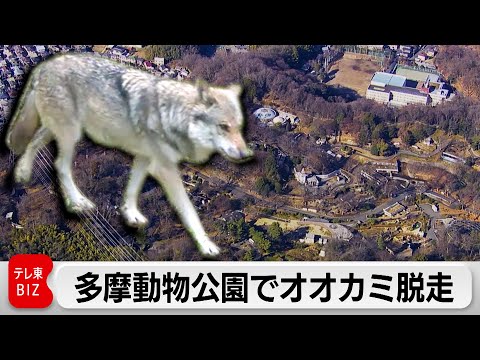 多摩動物公園でオオカミ脱走　無事捕獲でけが人なし　臨時休園 サムネイル