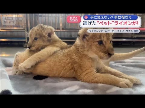 逃げた“ペット”ライオンが…手に負えない？　事故相次ぐ【スーパーJチャンネル】(2026年1月20日) サムネイル