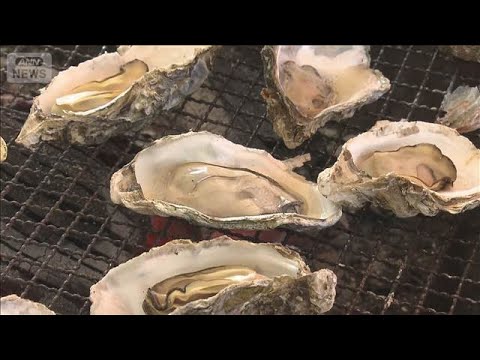 大量死に負けじとカキ祭り　生き残りは順調に成長「安心して食べて」　広島・廿日市市【知っておきたい！】【グッド！モーニン… サムネイル