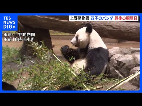 もうすぐさよなら　上野動物園の「双子パンダ」最後の観覧日　抽選倍率は24.6倍　国内は54年ぶりにパンダ不在へ｜TBS… サムネイル