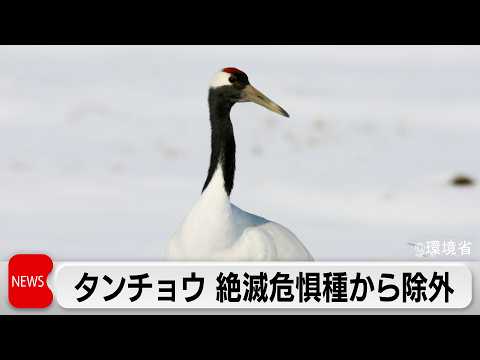 タンチョウを「絶滅危惧種」から除外　トキは一段階引き下げ　保護活動の成果 サムネイル