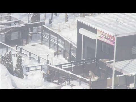 ノースサファリに除却命令手続きへ 違法建築が問題に 札幌市(2026年2月11日) サムネイル