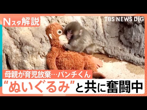 がんばれ！子ザルの「パンチくん」 ぬいぐるみの“お母ちゃん”抱きしめ群れの中で奮闘中【Nスタ解説】｜TBS NEWS… サムネイル