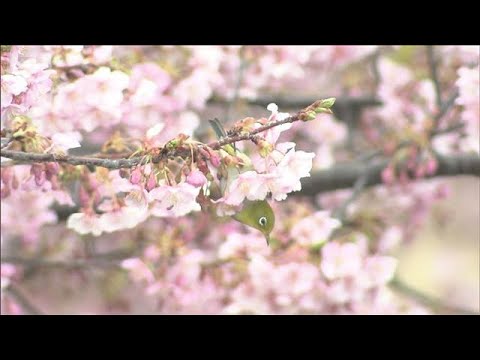 「東京23区でも積雪の可能性」気象庁が注意呼びかけ　春の陽気から一転“三寒四温”【報道ステーション】(2026年2月1… サムネイル