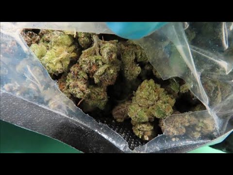 全国の税関で不正薬物　6年ぶりに3トン超え　大麻の押収量は過去最大に(2026年2月17日) サムネイル