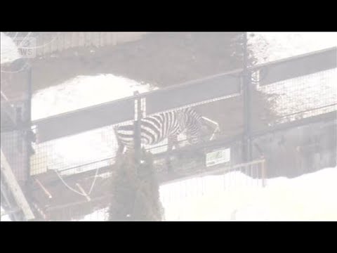 「ノースサファリ」に除却命令　違法建物の撤去10月末まで　札幌市(2026年3月24日) サムネイル