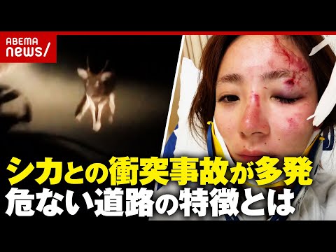 【ロードキル】シカが車激突…危ない道路は「見通し良いのにブレーキ痕…」大怪我負った女性「iPhoneに救われた」｜AB… サムネイル