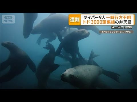 トドウォッチングのダイバー9人が一時行方不明　北海道・弁天島付近　5キロ先で救助【もっと知りたい！】【グッド！モーニン… サムネイル