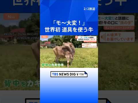 背中をカキカキ…世界初！道具を使う牛が「モ～大変！」と話題に　ブラシを口でくわえて“孫の手”のように…｜TBS NEW… サムネイル