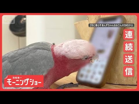 高速でスマホを使いこなすオウムさん　スタンプ連続送信！　カメラも起動してパシャリ【羽鳥慎一モーニングショー】(2026… サムネイル