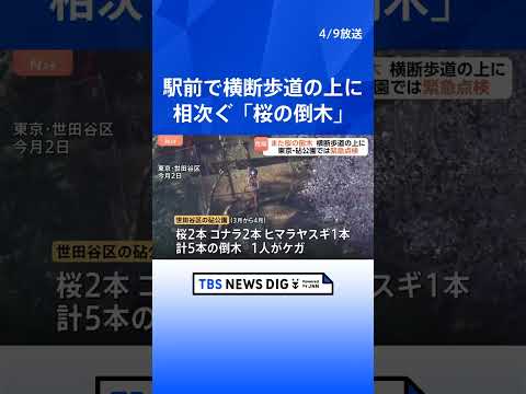 また倒木…今度は東京・国立市の駅前の桜、横断歩道をふさぐ　砧公園では樹木医による点検はじまる　都内で先月から相次ぐ｜T… サムネイル