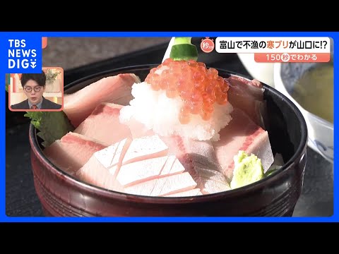 富山で不漁の“寒ブリ”が山口に？高水温で富山を通過か… 変わる漁獲量日本一【Nスタ解説】｜TBS NEWS DIG サムネイル