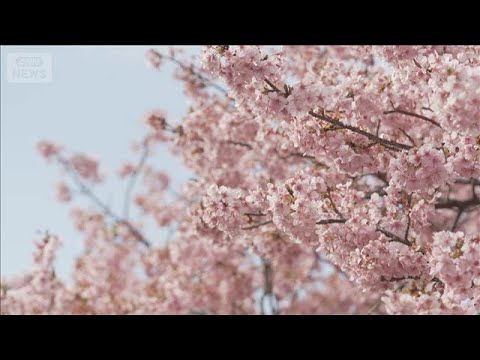 湯けむり包む河津桜 光に浮く彩り 450年の歴史誇る名湯“一日の移ろい”(2026年2月22日) サムネイル