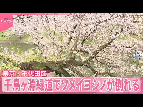 【千鳥ヶ淵緑道】ソメイヨシノ1本が倒れる  巡回するスタッフが発見、ケガ人なし  東京・千代田区 サムネイル