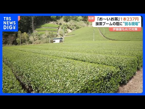 “ペットボトルのお茶” 来月値上げ 「お～いお茶」237円に　主な要因は容器代や燃料費の高騰も…世界的な抹茶ブームの陰… サムネイル