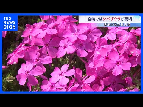 「すごく気持ちがいい」宮崎市でシバザクラ見ごろ　桜に似たピンク色の花を咲かせる｜TBS NEWS DIG サムネイル