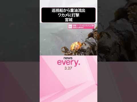 【重油流出】巡視船から油漏れ  収穫シーズンのワカメに打撃  shorts サムネイル