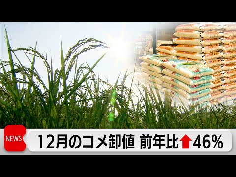 12月のコメ取引価格　全銘柄平均418円値下がり　新潟県産コシヒカリなど値下がりで サムネイル
