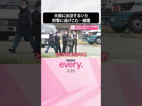 【シカ】大阪市に出没  府警の敷地内に逃げこみ捕獲  shorts サムネイル
