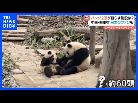 双子パンダ「シャオシャオ」「レイレイ」が暮らす中国・四川省「ジャイアントパンダ保護研究センター」とは？　日本から来たフ… サムネイル
