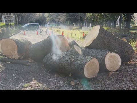 東京・世田谷区の砧公園で2日連続倒木　駐車場の車2台に枝が当たる(2026年3月8日) サムネイル