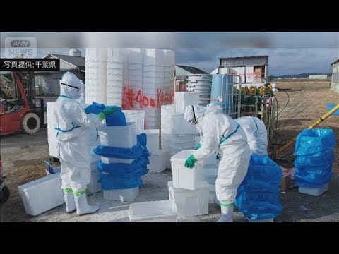 ウズラ約10万8000羽を殺処分 鳥インフルエンザ陽性　千葉・旭市(2026年1月27日) サムネイル