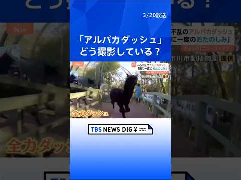 ニホンザルのパンチくんで大人気　市川市動植物園で週に1度のおたのしみ！ 一心不乱な「アルパカダッシュ」｜TBS NEW… サムネイル