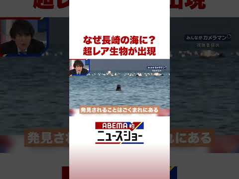 なぜ長崎の海に？ 超レア生物が出現 ABEMA的ニュースショー Shorts サムネイル