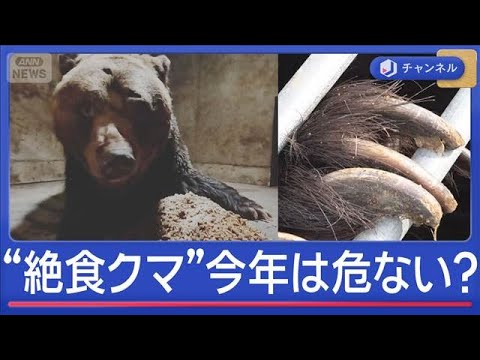 冬眠明けの“絶食クマ”は興奮状態で危険【スーパーJチャンネル】(2026年3月31日) サムネイル