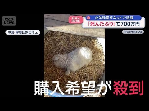 「死んだふり」で700万円　小羊動画がネットで話題　中国【スーパーJチャンネル】(2026年1月21日) サムネイル