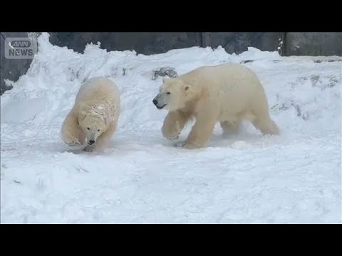 子どもホッキョクグマ　初めての雪に大喜び　取っ組み合いに滑り台　SNSで大人気(2026年1月10日) サムネイル