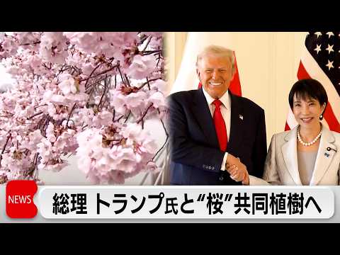 【独自】高市総理がトランプ氏と共同で「桜」を記念植樹へ　250本の桜の木を贈呈へ サムネイル
