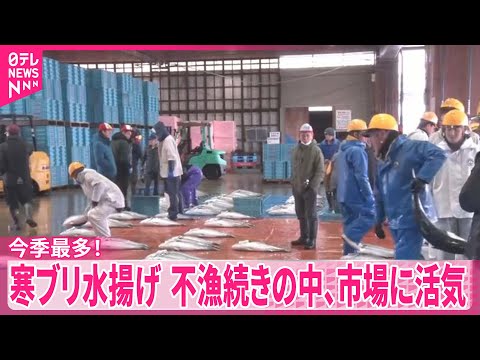 【今季最多！】寒ブリ水揚げ　不漁続きの中、市場に活気　新潟 サムネイル