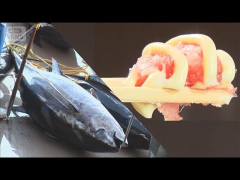 ビンチョウマグロ豊漁　房総沖で1日1000匹超えが5日連続　100g108円で販売も【もっと知りたい！】【グッド！モー… サムネイル