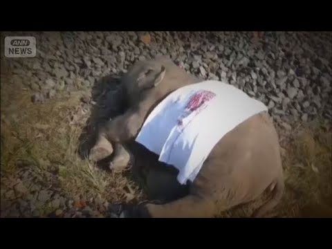 ゾウ大群に列車突っ込み脱線　けが人なくも7頭死ぬ　運転士「100頭ほどいた」【知っておきたい！】【グッド！モーニング】… サムネイル