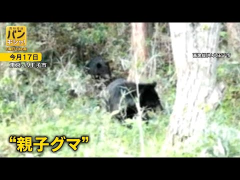 目撃相次ぐ“都内クマ”　穴とフンが小学校近くに…生息の可能性、緊迫の証言も【バンキシャ！】_5/24 サムネイル